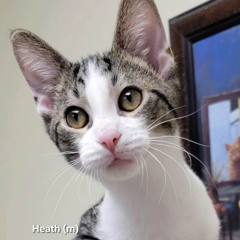 A baby medium-sized male Tabby (Brown / Chocolate) Domestic Short Hair cat named Heath for adoption in Mazon, IL
