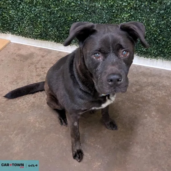 A senior medium-sized male Labrador Retriever dog named Bear for adoption in Lexington, KY