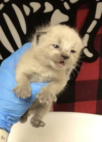 A young small-sized male Domestic Short Hair cat named Albus for adoption in Riverside, CA