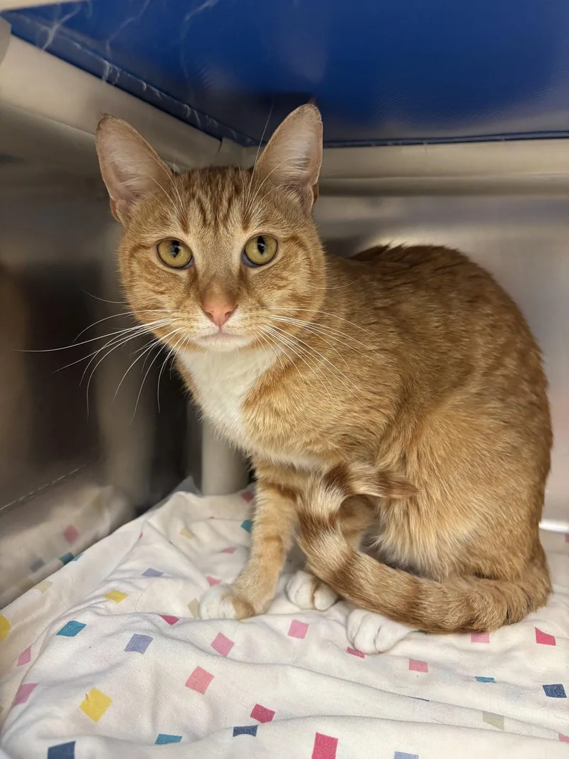 An adult medium-sized male Orange / Red Domestic Short Hair cat named Hunter for adoption in Brick, NJ