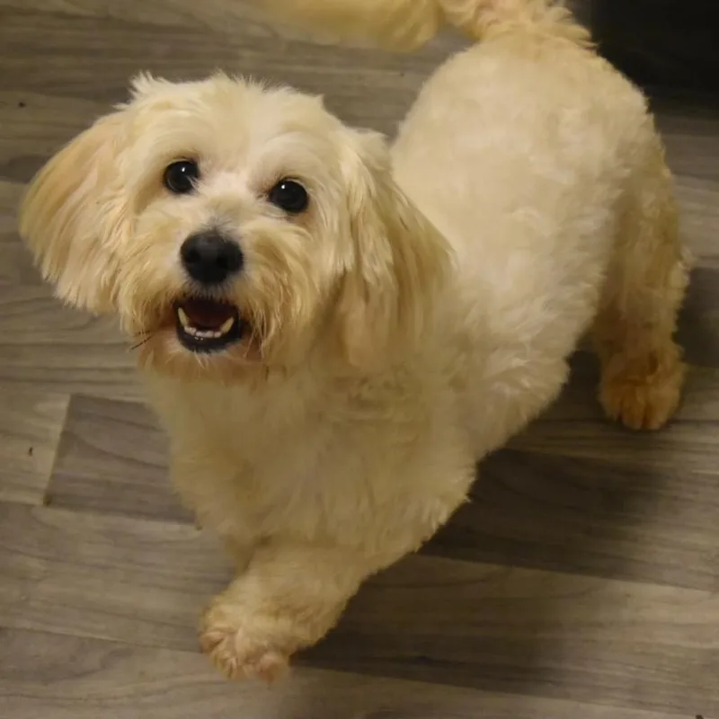 An adult small-sized male White / Cream Cockapoo dog named Marco Polo for adoption in Graham, WA
