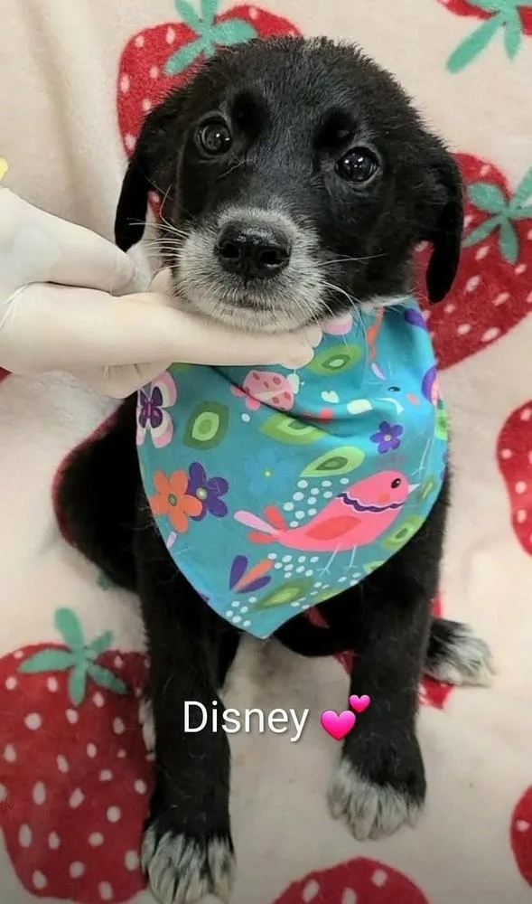 Cullener  Disney thumbnail 2