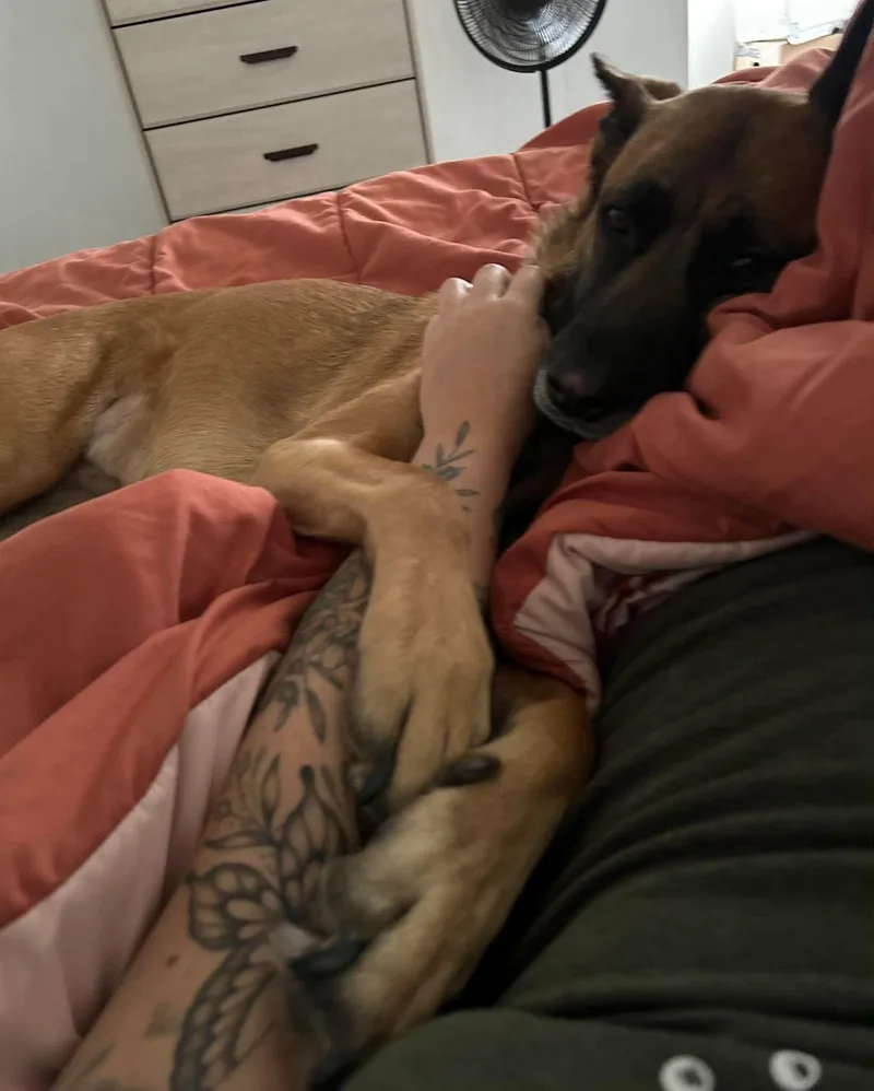 An adult large-sized female German Shepherd Dog dog named Baylee for adoption in Greeneville, TN