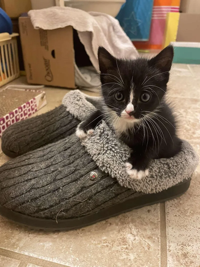 A baby small-sized male Domestic Short Hair cat named Raleigh for adoption in Randolph, AL
