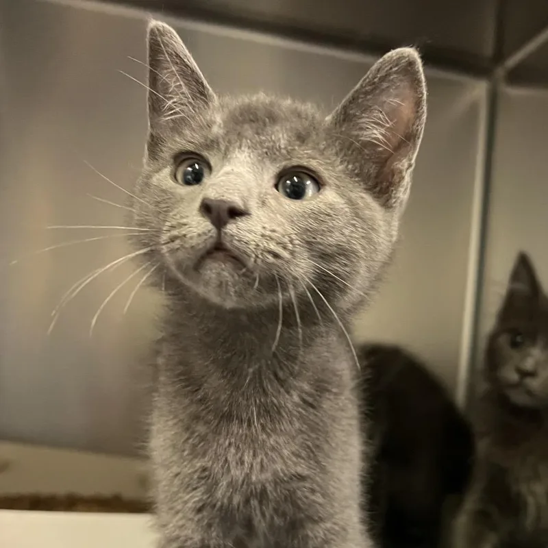 A baby small-sized male Gray / Blue / Silver Domestic Short Hair cat named Rory for adoption in Naples, FL