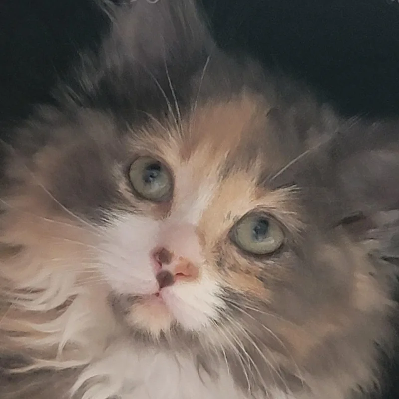 A baby medium-sized female Dilute Calico Domestic Long Hair cat named Grace for adoption in Wyandotte, MI