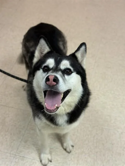 An adult large-sized female Husky dog named Dixie for adoption in Sugar Land, TX