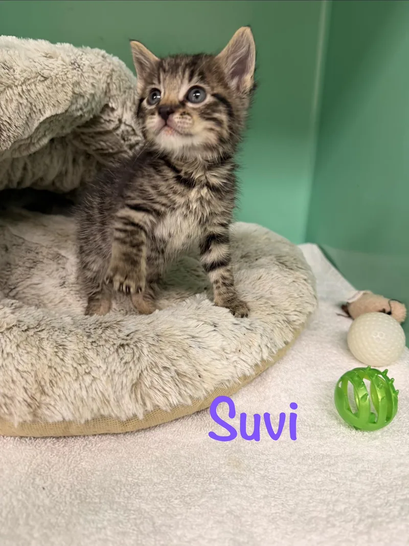 A baby medium-sized female Tabby (Brown / Chocolate) Tabby cat named Suvi for adoption in Crescent City, CA
