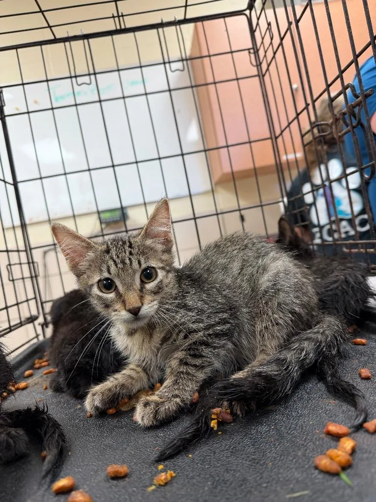 A baby small-sized male Domestic Short Hair cat named Oliver for adoption in Bossier City, LA