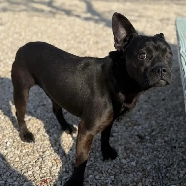 An adult medium-sized male French Bulldog dog named Cappy for adoption in Easton, MD