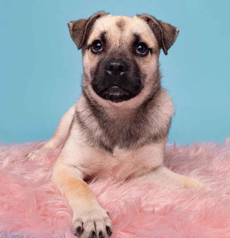 A baby small-sized female Pug dog named Praline for adoption in Palo Alto, CA