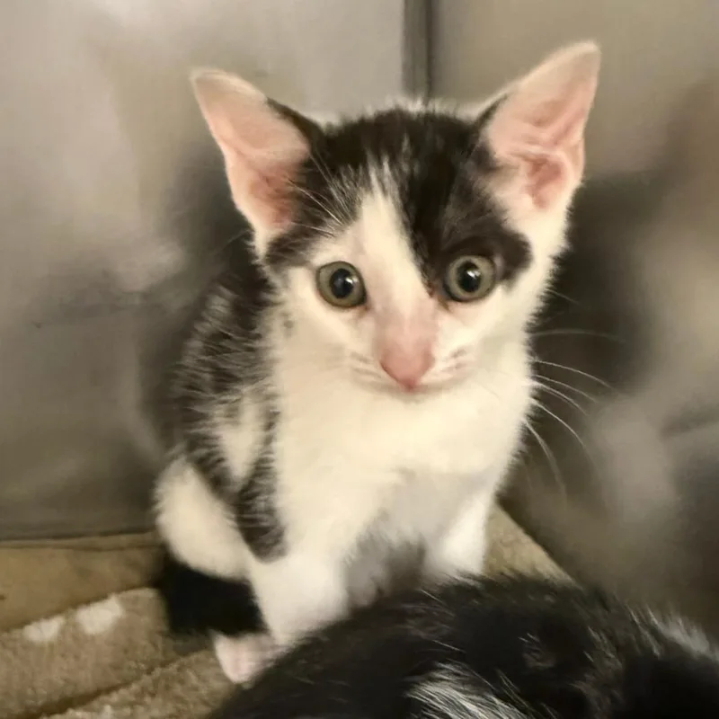 A baby small-sized male White Domestic Short Hair cat named Bear for adoption in Lake Panasoffkee, FL