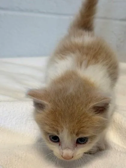 A baby small-sized male Domestic Medium Hair cat named AsiagoKlaus for adoption in Port Allen, LA