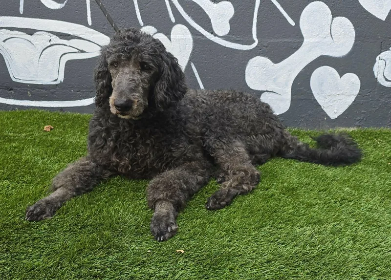 A young medium-sized male Bernadoodle dog named Chief for adoption in New York, NY