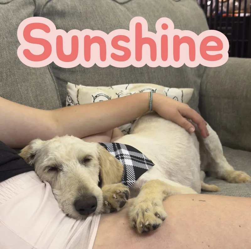 Sunshine thumbnail 2
