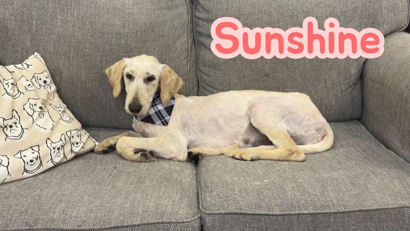 Sunshine thumbnail 3