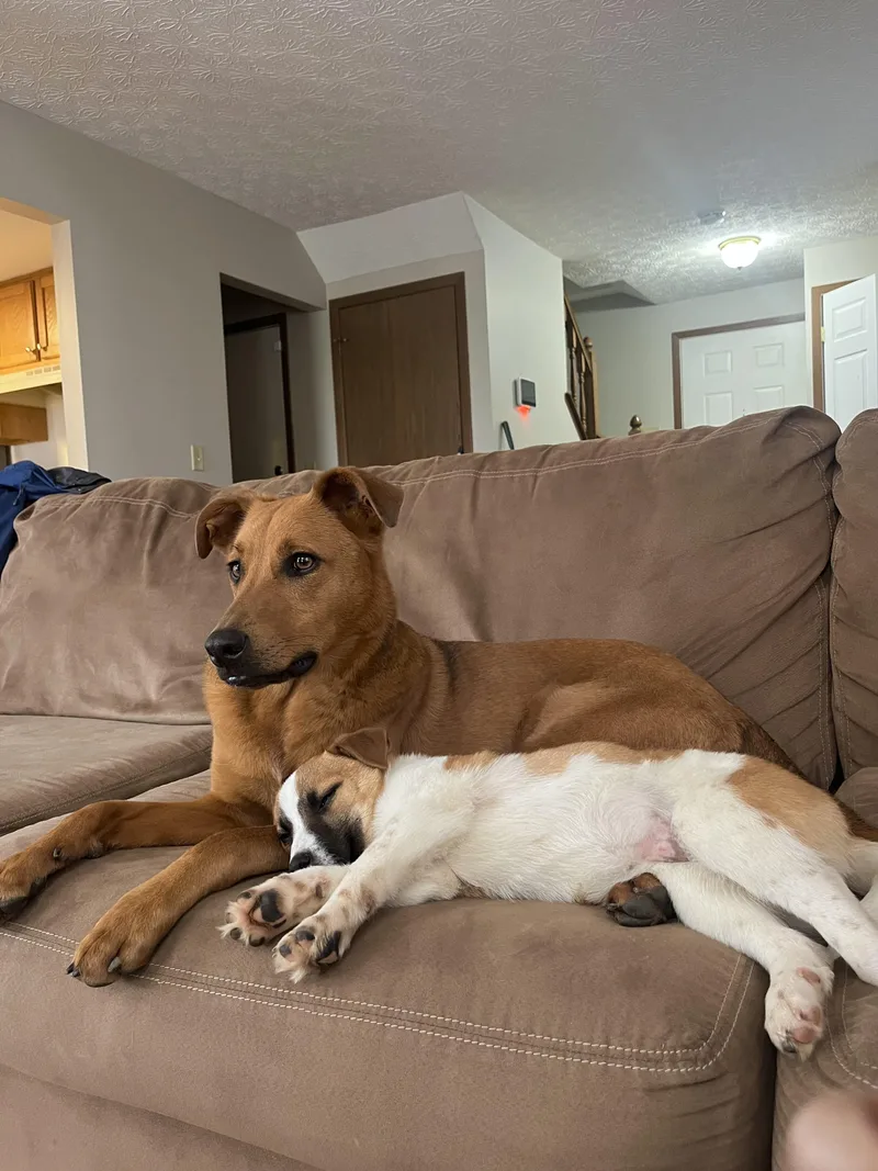 Pancake  Breakfast Litter thumbnail 2