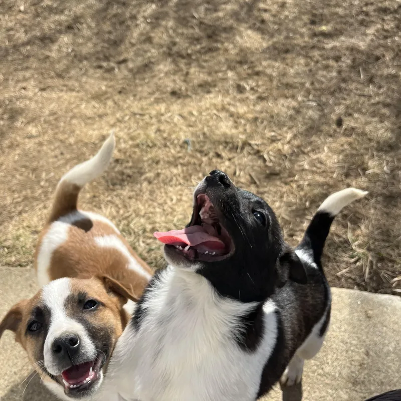 Pancake  Breakfast Litter thumbnail 3