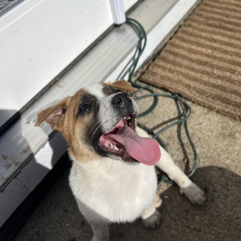 Pancake  Breakfast Litter thumbnail 5