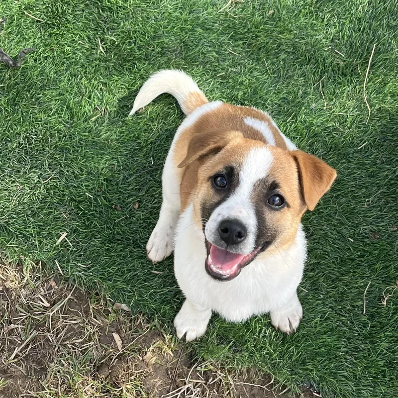 Pancake Breakfast Litter