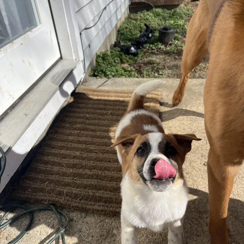 Pancake  Breakfast Litter thumbnail 6