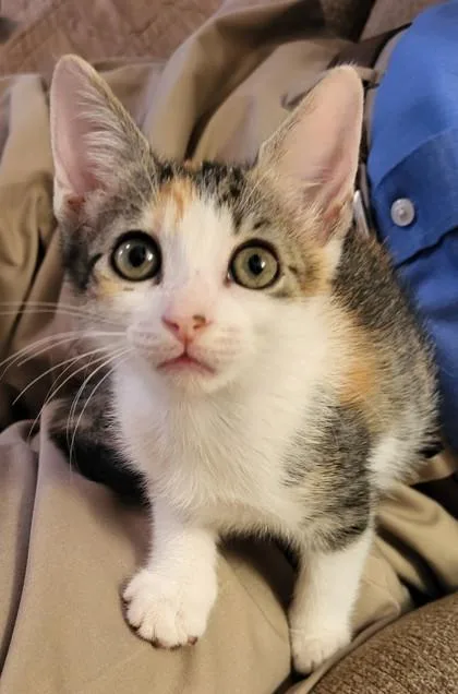 A young small-sized female Domestic Short Hair cat named Trixie Lou for adoption in River Ridge, LA