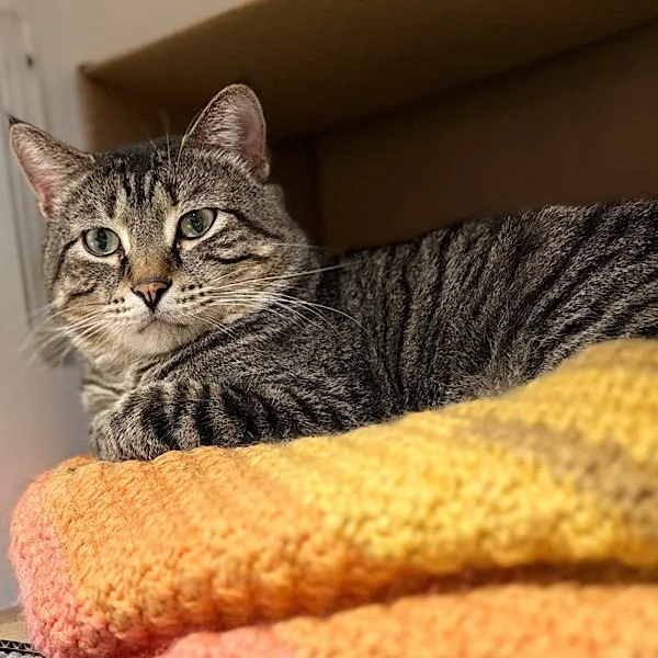 An adult small-sized male Domestic Short Hair cat named Asher for adoption in Des Moines, IA