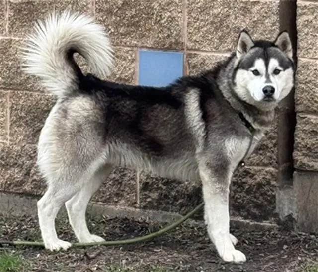 An adult medium-sized male Siberian Husky dog named Balto for adoption in Aurora, IL