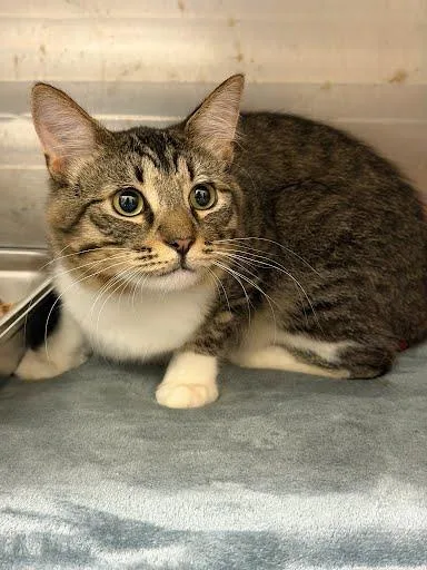 An adult large-sized male Domestic Medium Hair cat named Zeb for adoption in Chamblee, GA