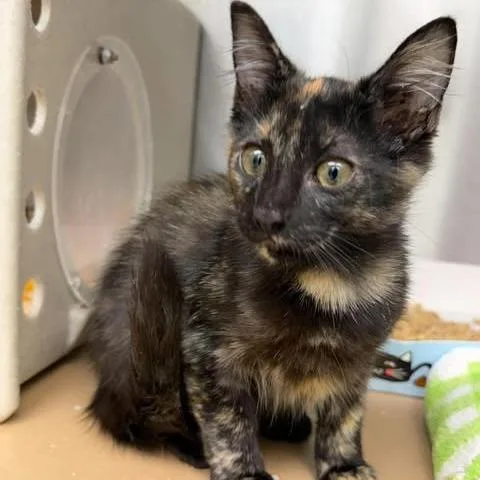 A baby small-sized female Domestic Medium Hair cat named Fiona for adoption in Bastrop, TX