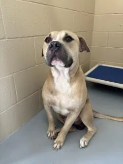 An adult large-sized male Apricot / Beige Pit Bull Terrier dog named Benji for adoption in Harlingen, TX