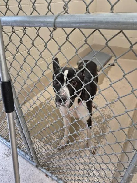 An adult large-sized male Pit Bull Terrier dog named Icc for adoption in Lawrenceville, GA