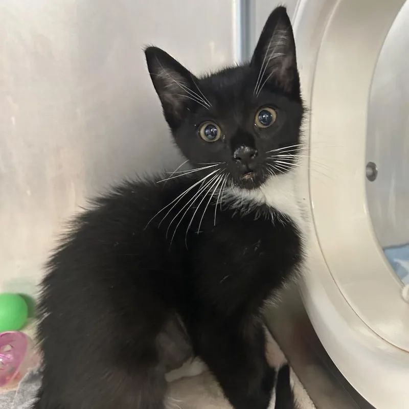 A baby small-sized male Black Domestic Short Hair cat named Mandy for adoption in West Palm Beach, FL