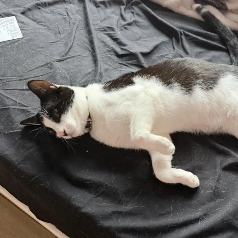 A young medium-sized male Black & White / Tuxedo Tuxedo cat named Spot for adoption in Orange, CA