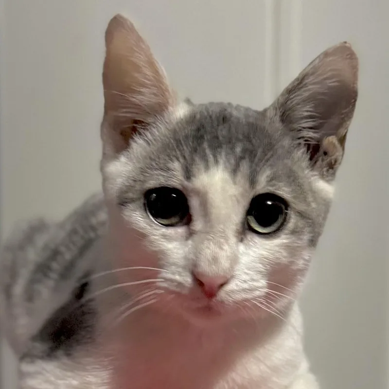 A baby medium-sized female Gray & White Domestic Short Hair cat named Gracie for adoption in Santa Monica, CA
