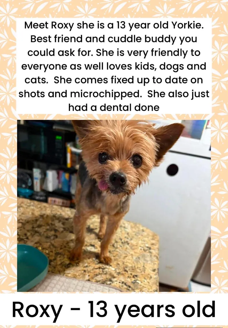 A senior small-sized female Yorkshire Terrier dog named Roxy for adoption in Brigham City, UT