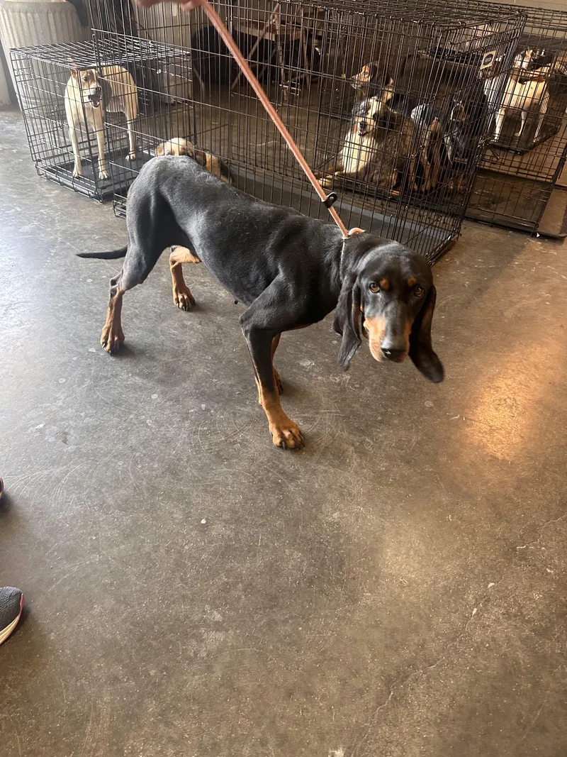 An adult medium-sized female Black and Tan Coonhound dog named Hound for adoption in Knoxville, TN