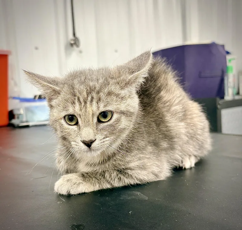 A baby small-sized female Tabby (Gray / Blue / Silver) Domestic Short Hair cat named Journey for adoption in Kalamazoo, MI