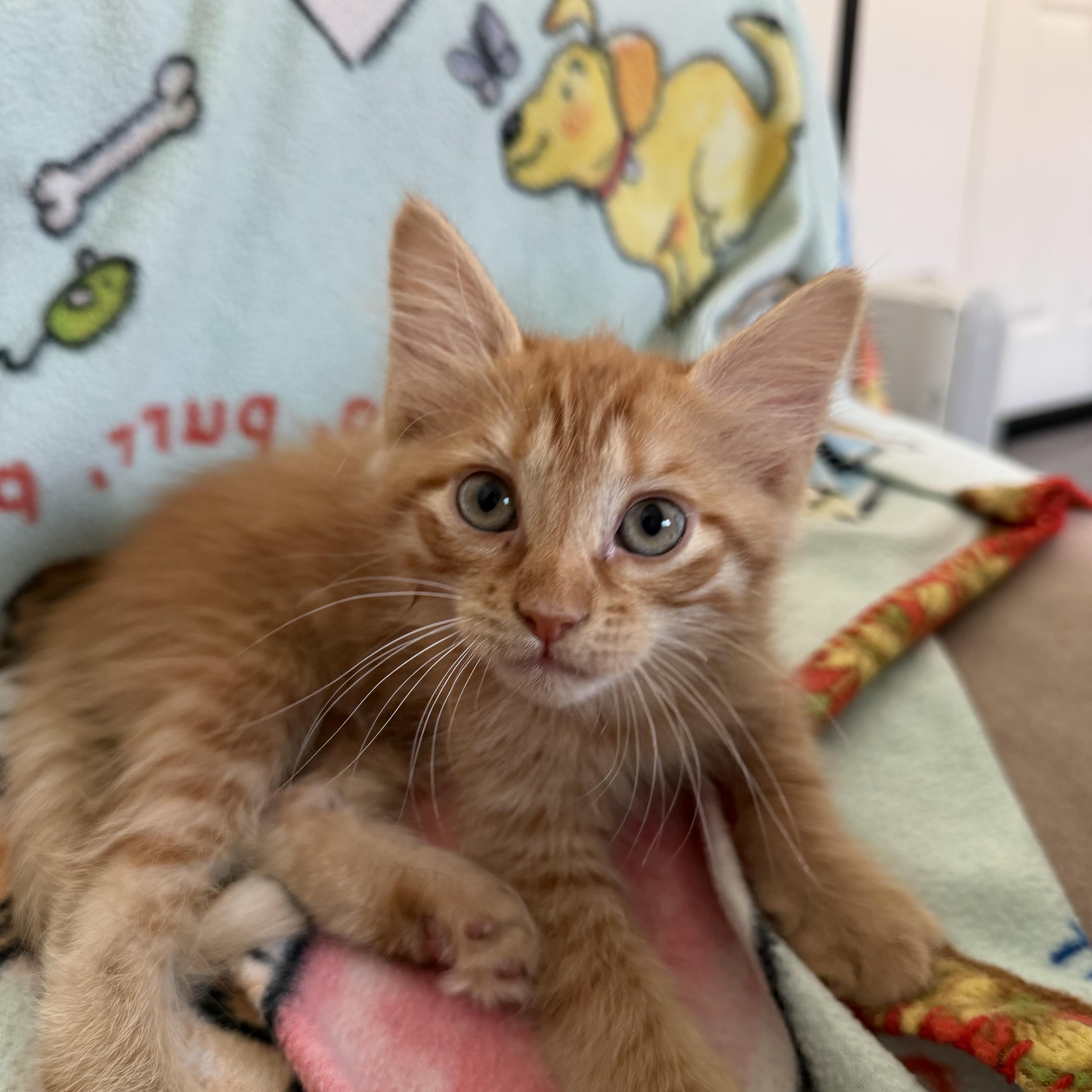 Riesling thumbnail 3