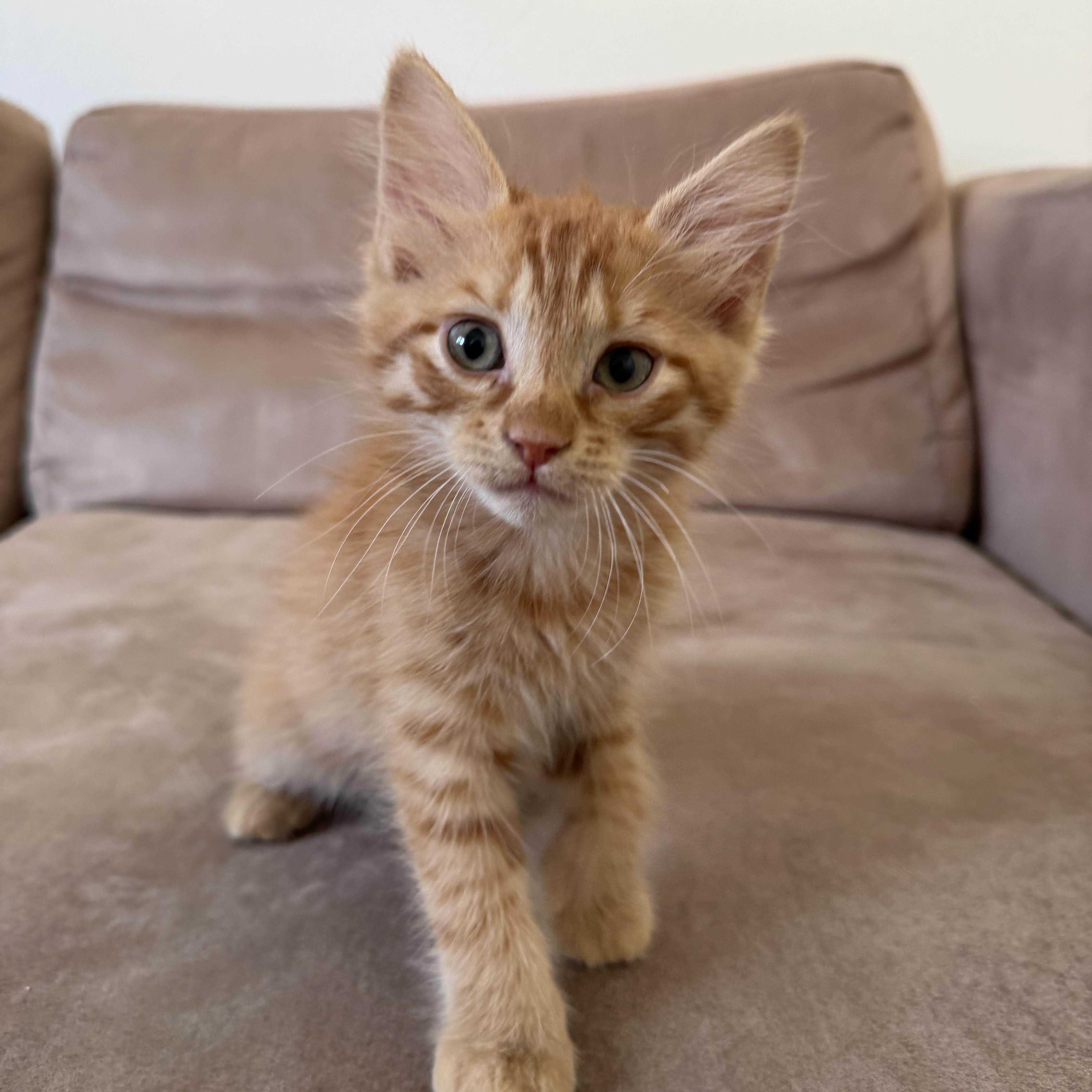 A baby medium-sized male Orange / Red Domestic Medium Hair cat named Riesling for adoption in Pacific Palisades, CA