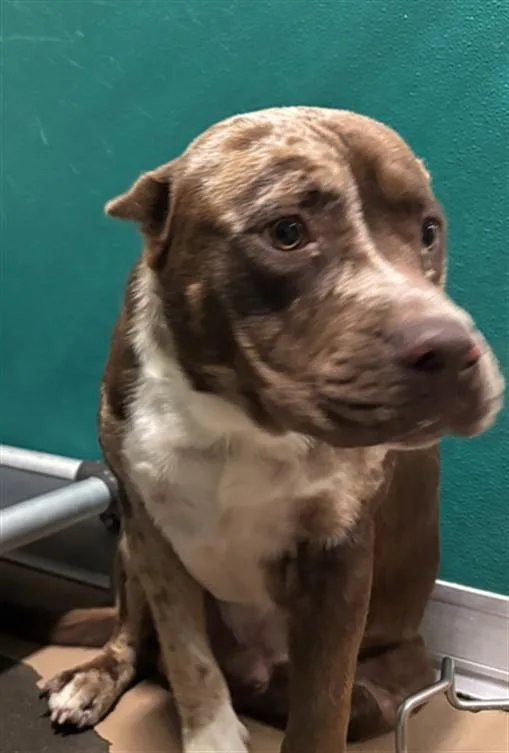 A young large-sized male Staffordshire Bull Terrier dog named Bonejovi for adoption in Texas City, TX