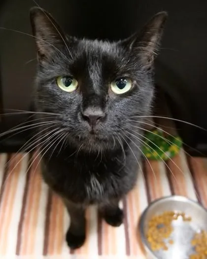 An adult medium-sized male Domestic Short Hair cat named Tomato for adoption in Fishers, IN