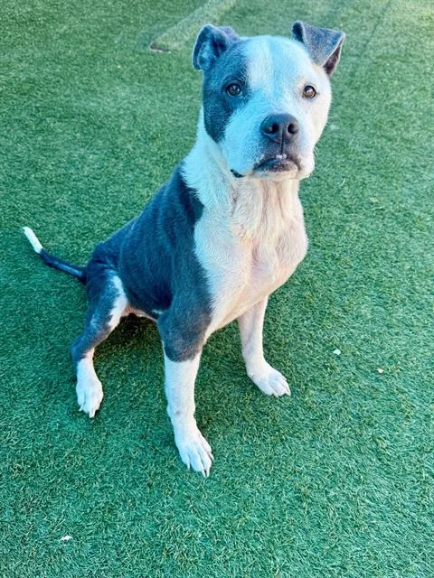 An adult medium-sized male Mixed Breed dog named Ace for adoption in Dallas, TX