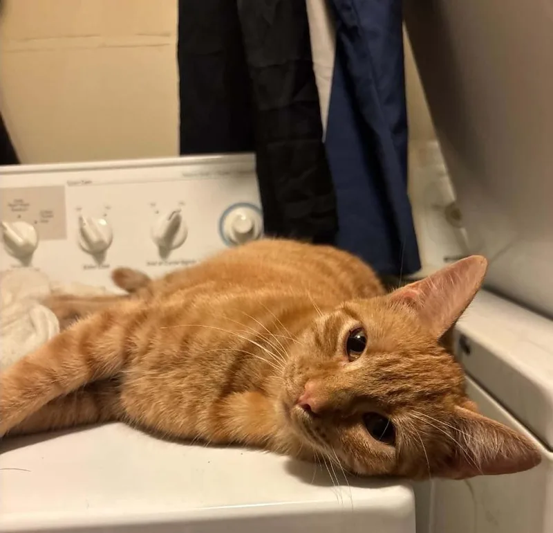 A baby medium-sized female Tabby (Orange / Red) Domestic Short Hair cat named Dodo for adoption in Lincoln, NE