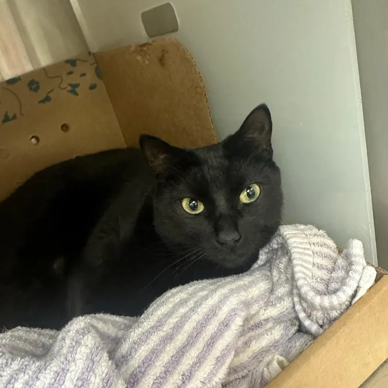 An adult large-sized female Black Domestic Short Hair cat named Toast for adoption in Santa Barbara, CA