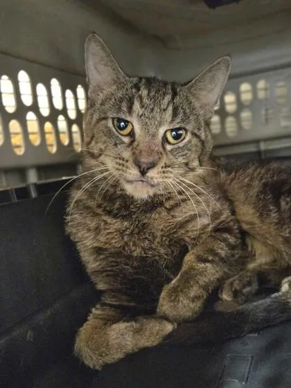 A young medium-sized male Domestic Short Hair cat named Claystone for adoption in Westland, MI