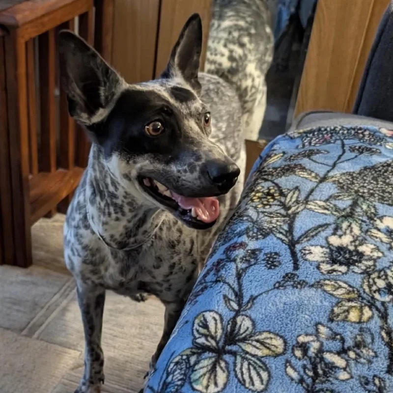 Gracie