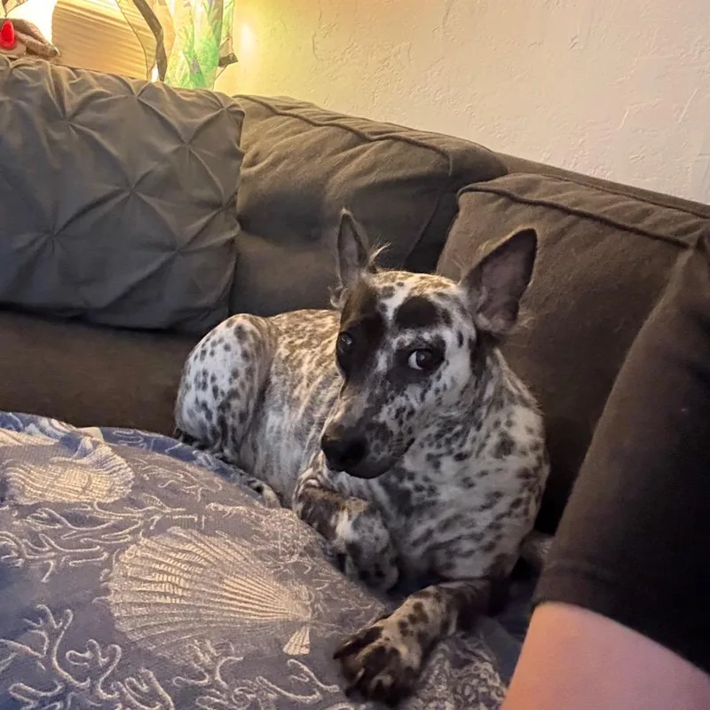 Gracie thumbnail 2
