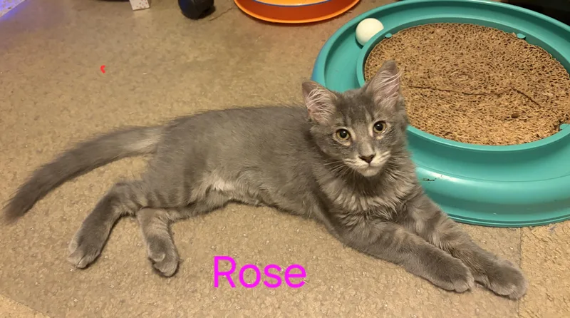 Rose thumbnail 3