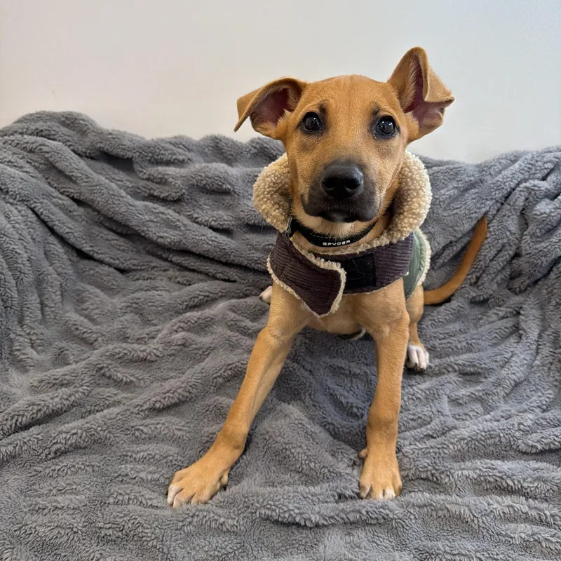 A baby medium-sized female Labrador Retriever dog named Baylee for adoption in San Diego, CA